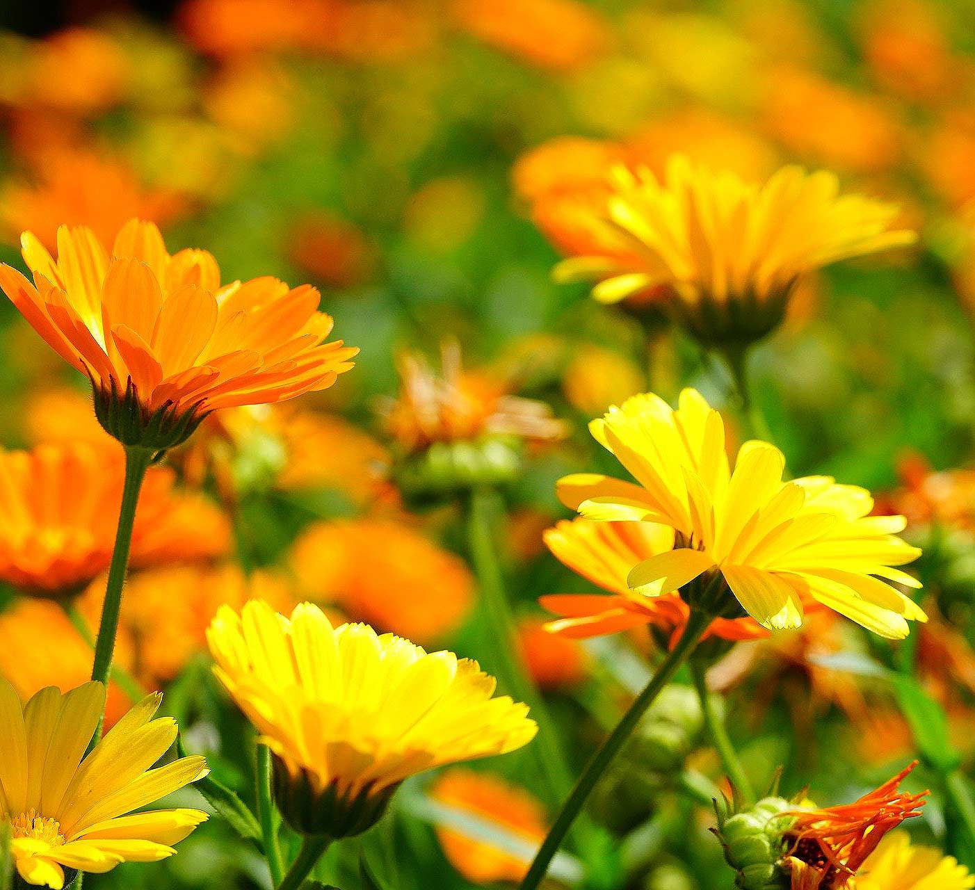 Ringelblumen-Seife-NEU Marigold Seife