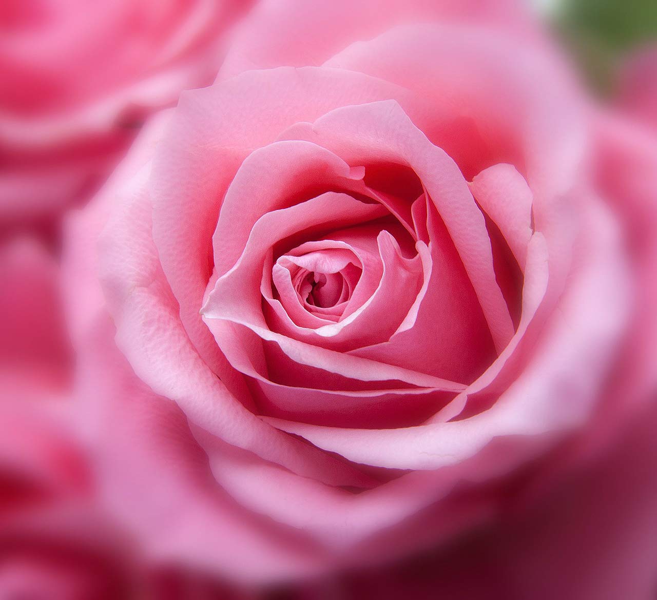 Rosenbl-tenseife2KbKYC0qJ3Yo6e