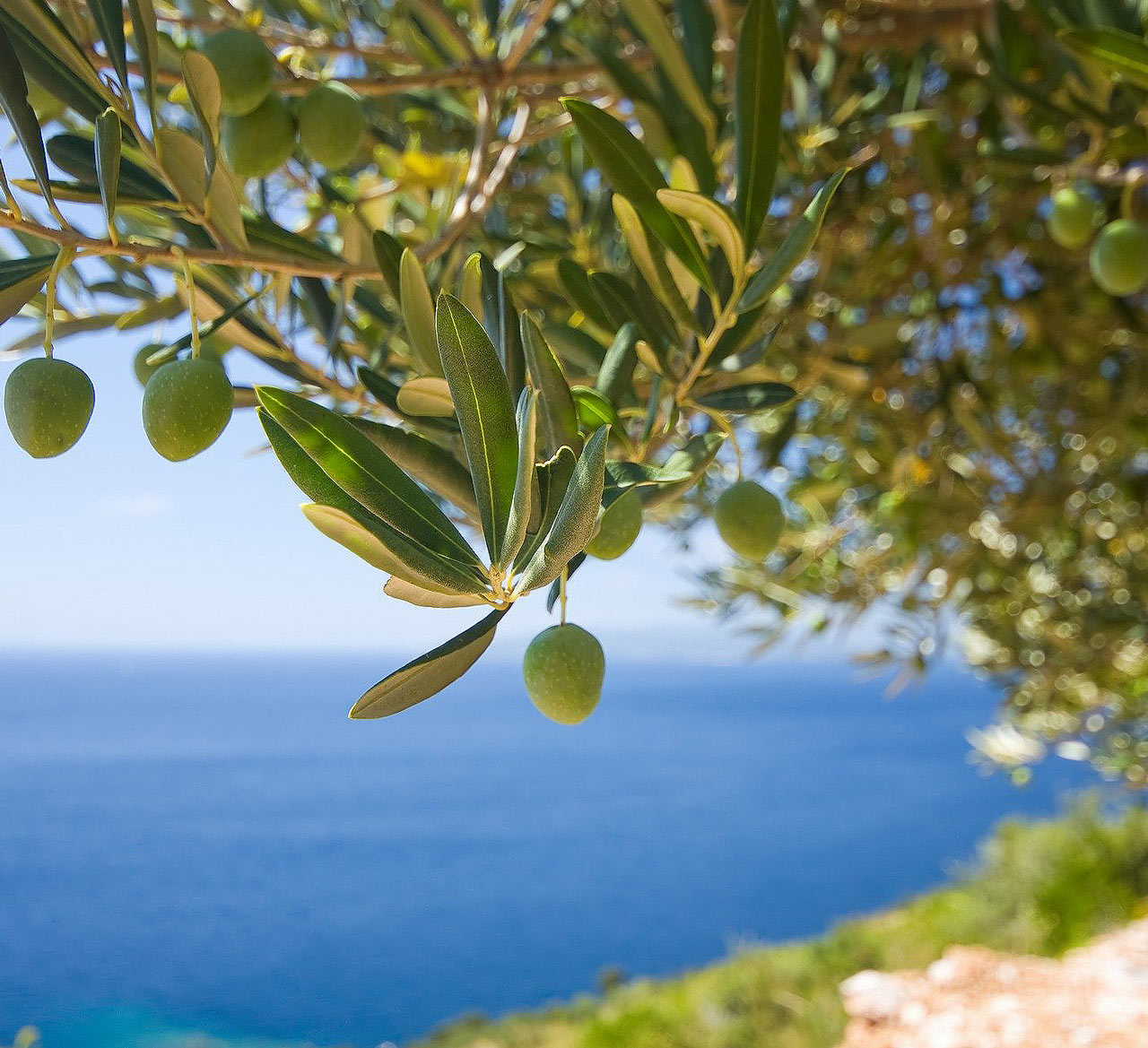 Olivenoelseife-NEU Extra virgin olive oil soap