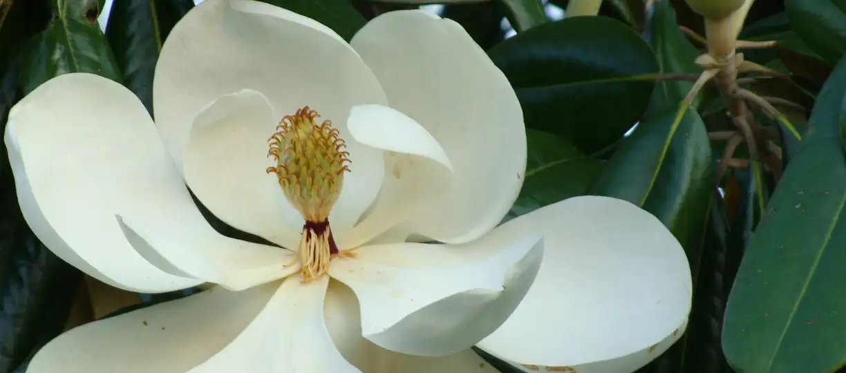 Magnolienextrakt Magnolienextrakt