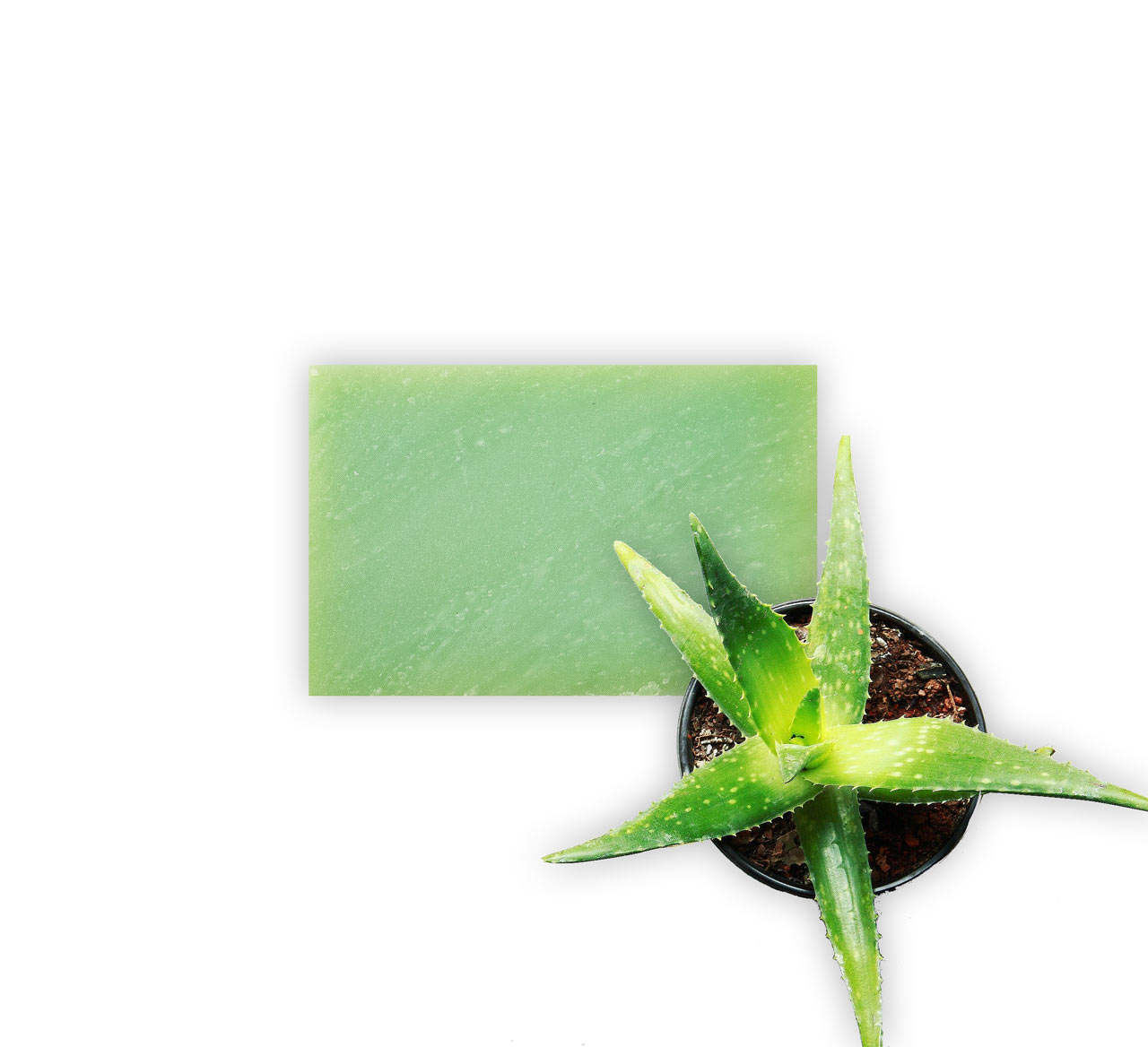 Aloevera-Seife